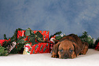 Rhodesian Ridgeback Welpe zu Weihnachten