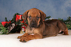 Rhodesian Ridgeback Welpe zu Weihnachten