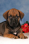 Rhodesian Ridgeback Welpe zu Weihnachten