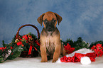 Rhodesian Ridgeback Welpe zu Weihnachten