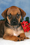 Rhodesian Ridgeback Welpe zu Weihnachten