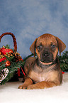 Rhodesian Ridgeback Welpe zu Weihnachten