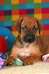 Rhodesian Ridgeback Welpe