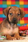 Rhodesian Ridgeback Welpe