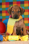 sitzender Rhodesian Ridgeback Welpe