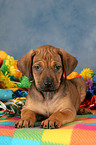 Rhodesian Ridgeback Welpe