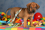 Rhodesian Ridgeback Welpe