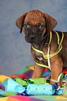 Rhodesian Ridgeback Welpe