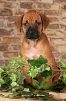 Rhodesian Ridgeback Welpe