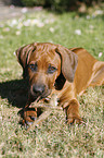 Rhodesian Ridgeback