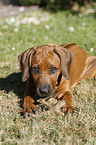 Rhodesian Ridgeback