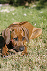 Rhodesian Ridgeback