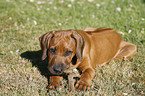 Rhodesian Ridgeback