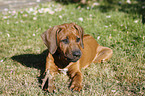 Rhodesian Ridgeback