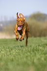 Rhodesian Ridgeback Livernose