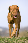 Rhodesian Ridgeback Livernose