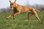 Rhodesian Ridgeback Livernose