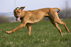 Rhodesian Ridgeback Livernose