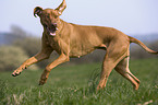 Rhodesian Ridgeback Livernose