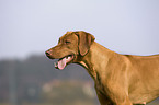 Rhodesian Ridgeback Livernose