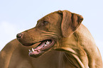 Rhodesian Ridgeback Livernose