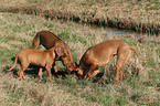 3 Rhodesian Ridgebacks