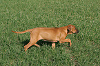 rennender Rhodesian Ridgeback Welpe