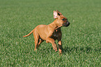 rennender Rhodesian Ridgeback Welpe