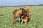 spielende Rhodesian Ridgebacks