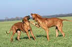 spielende Rhodesian Ridgebacks