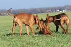 spielende Rhodesian Ridgebacks