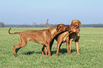 spielende Rhodesian Ridgebacks