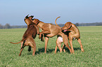 spielende Rhodesian Ridgebacks