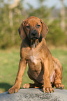 sitzender Rhodesian Ridgeback Welpe