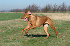 rennender Livernose Rhodesian Ridgeback