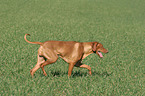 laufender Livernose Rhodesian Ridgeback