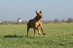 rennender Livernose Rhodesian Ridgeback