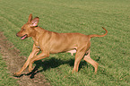 rennender Livernose Rhodesian Ridgeback