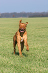 rennender Livernose Rhodesian Ridgeback