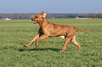 rennender Livernose Rhodesian Ridgeback