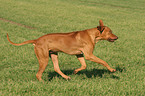 rennender Livernose Rhodesian Ridgeback