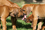 Rhodesian Ridgeback