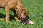 Rhodesian Ridgeback