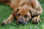 Rhodesian Ridgeback