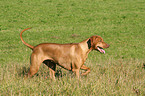 laufender Livernose Rhodesian Ridgeback