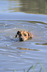 schwimmender Ridgeback