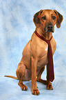 Rhodesian Ridgeback mit Krawatte