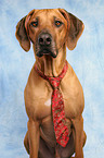 Rhodesian Ridgeback mit Krawatte