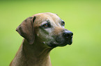 Rhodesian Ridgeback Senior