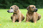 Rhodesian Ridgeback Senior